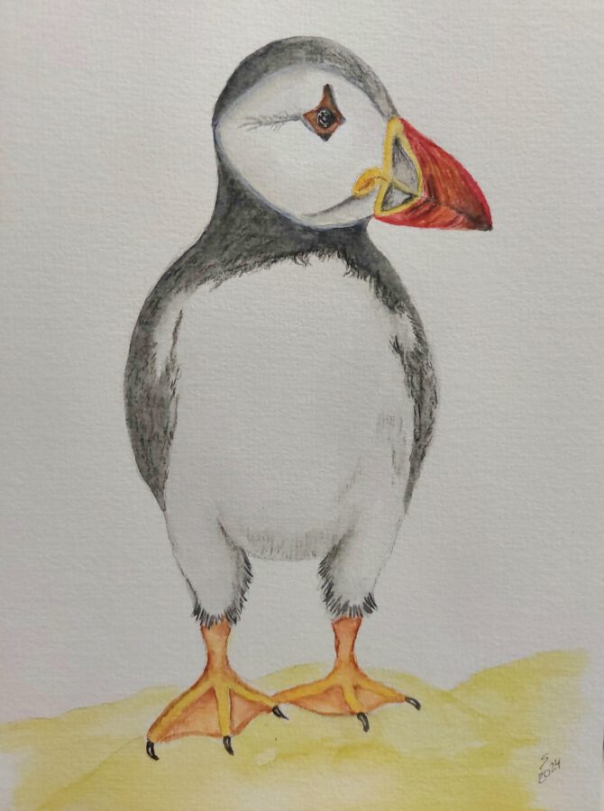 Little Puffin