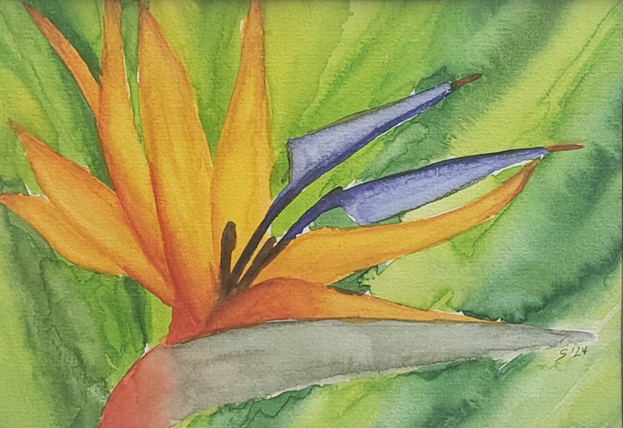Bird of Paradise