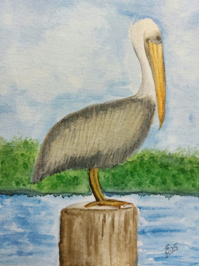 Brown Pelican, Florida