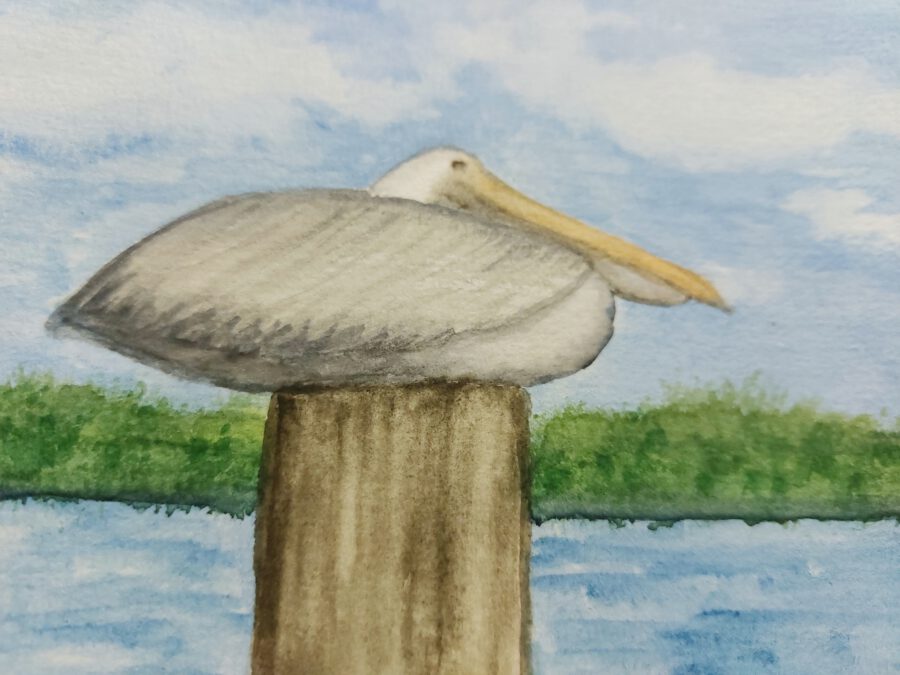 Lazy Pelican, Florida