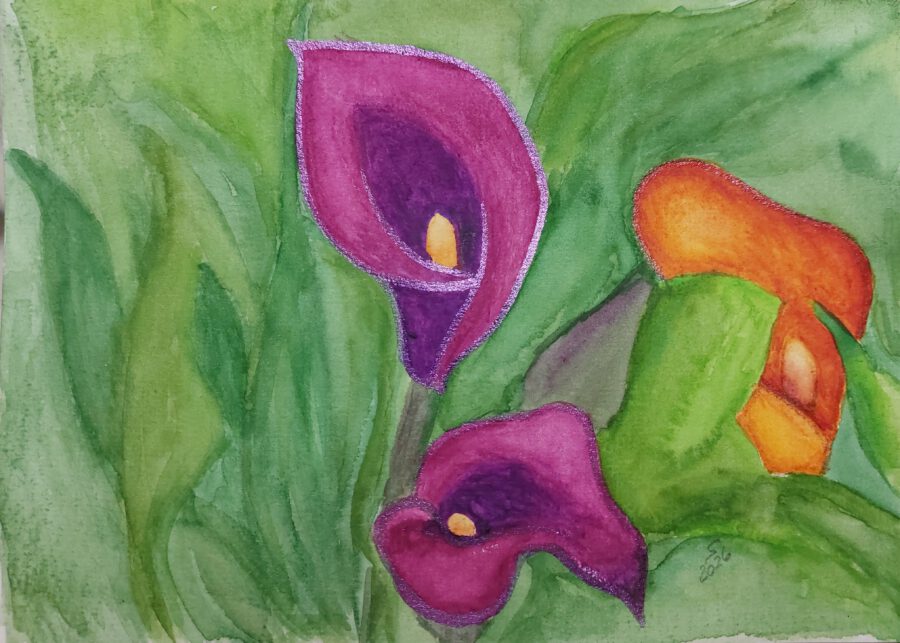 Calla