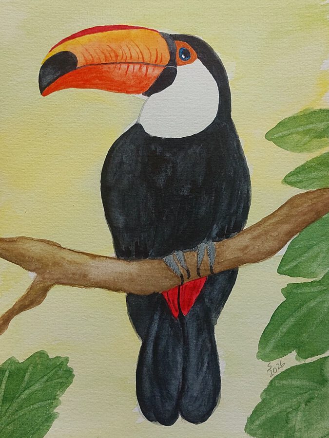 Tucan, Costa Rica
